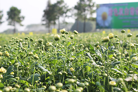 胎菊又稱(chēng)甘菊